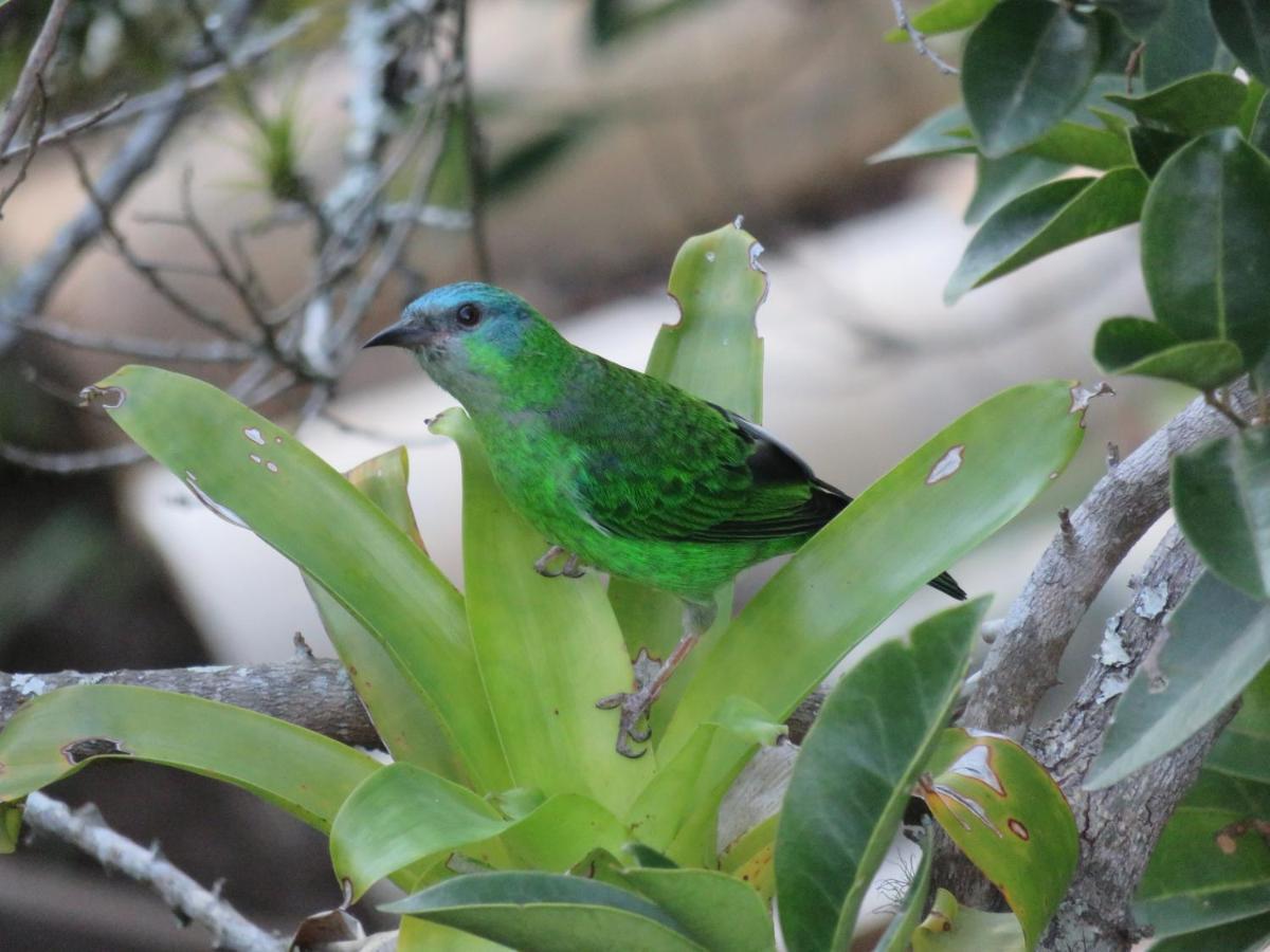 Pousada Biso Finoca Ibiraquera Imbituba  Buitenkant foto